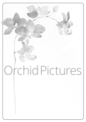 Orchid Pictures
